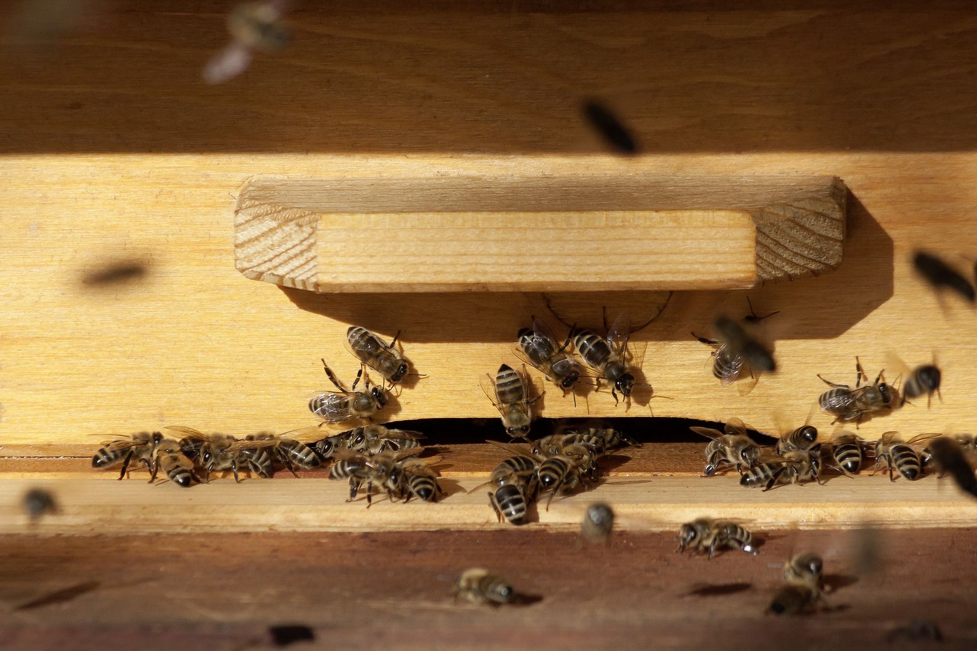 На Львівщині масово гинуть цілі родини бджіл – причина