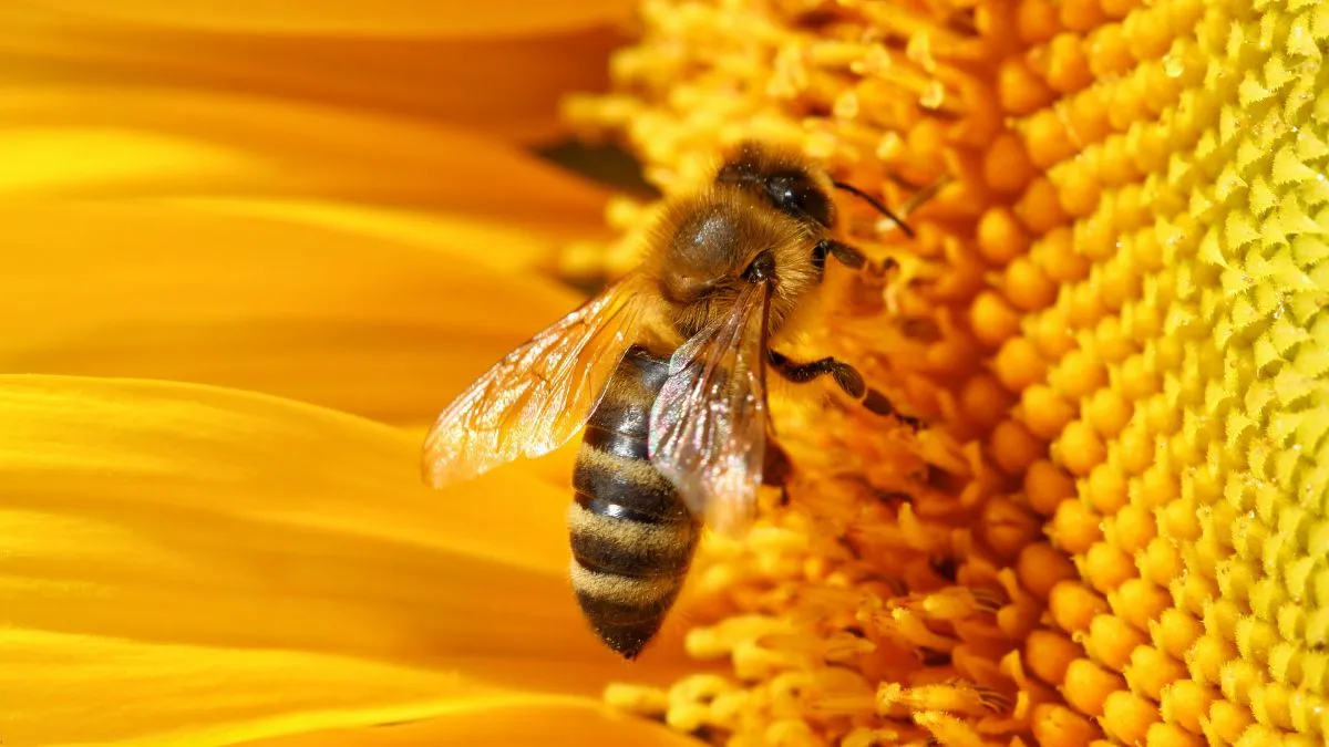 Бджола запилює квітку