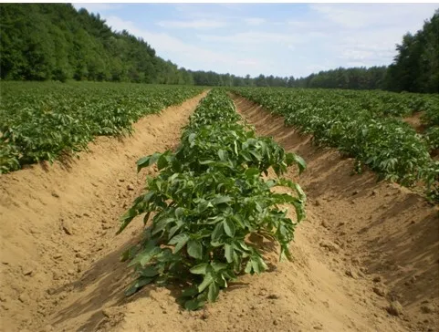 Картофель на огороде Картофель на огороде