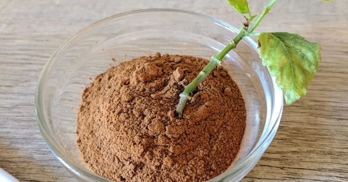 Побег в корице Побег в корице