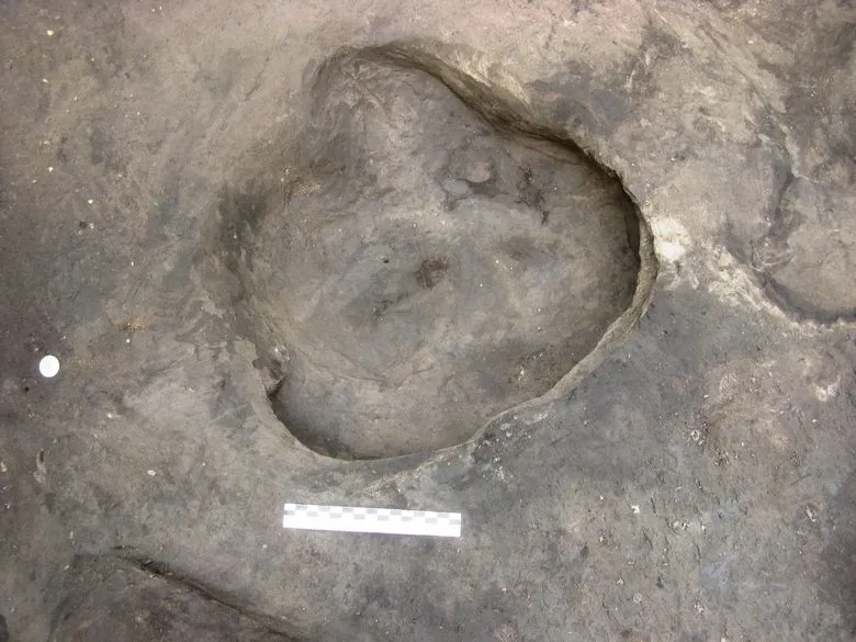 Отражение ноги носорога Отражение ноги носорога