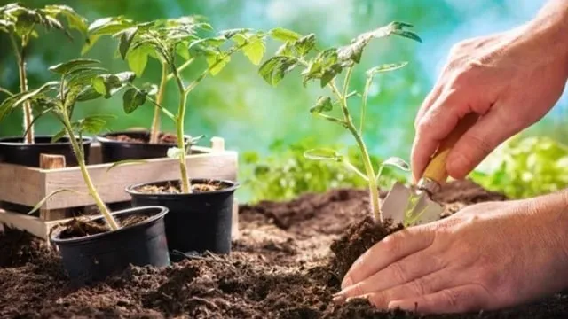 Садим помидоры Садим помидоры