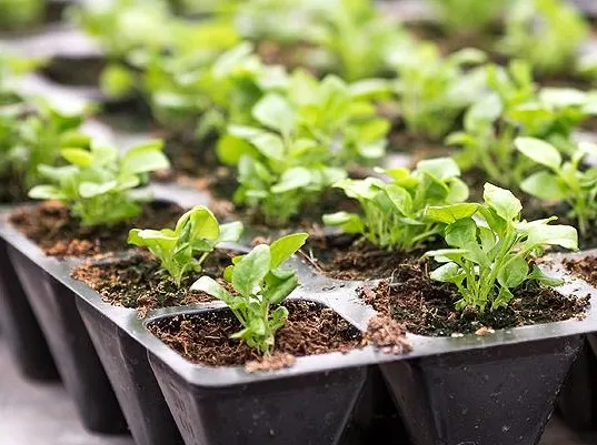 Рассада баклажанов Рассада баклажанов