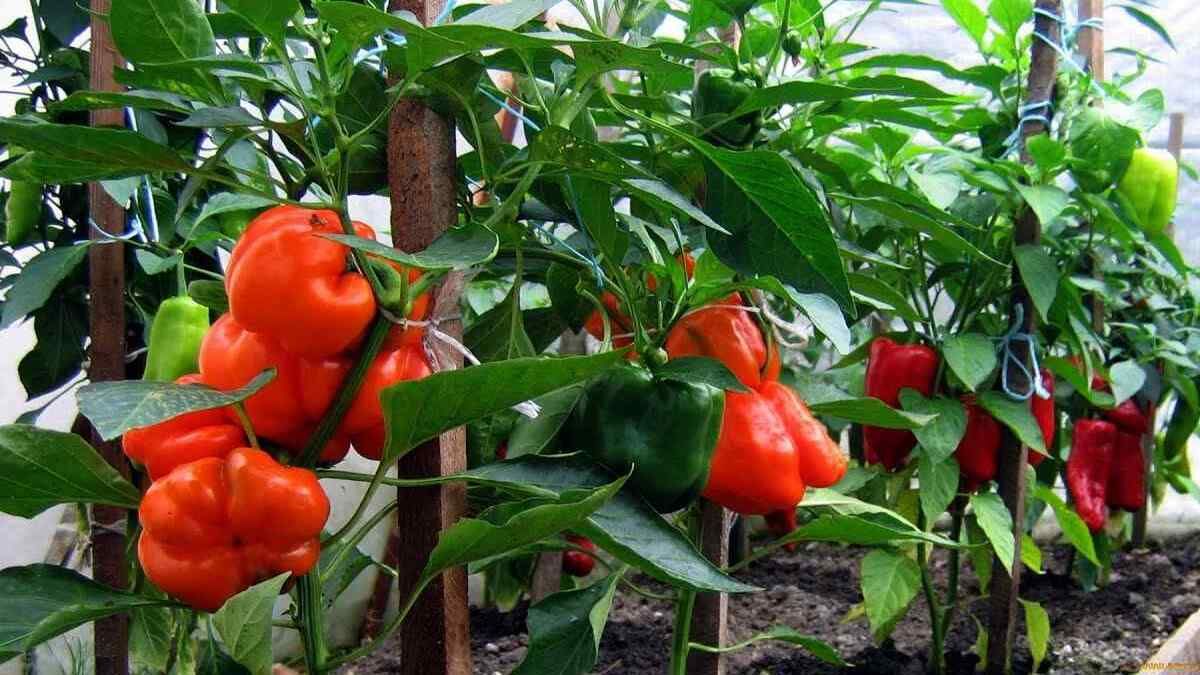 Как пересадить перец в открытую почву