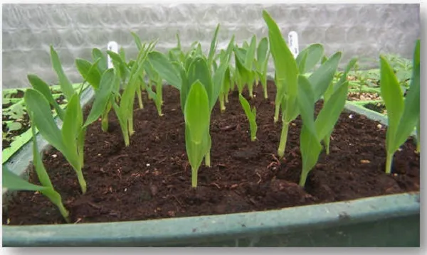 Посадка кукурудзи розсадою Посадка кукурудзи розсадою