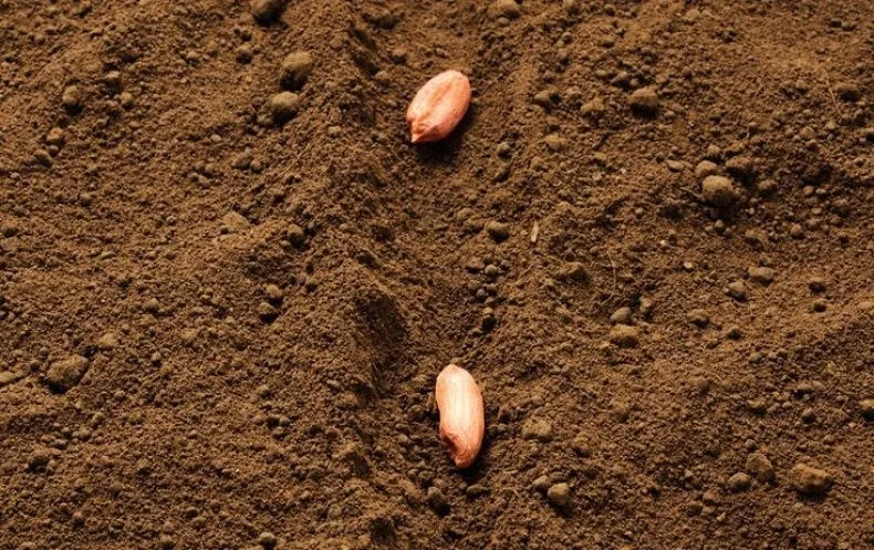 Садим арахис Садим арахис