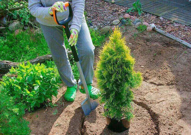 Посадка туї Посадка туї