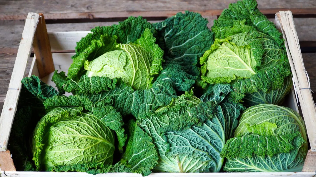 Капуста Капуста