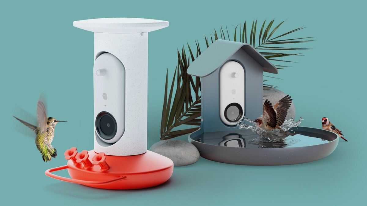 Bird Buddy предлагает умную кормушку и ванночку для птиц с камерой - Техно