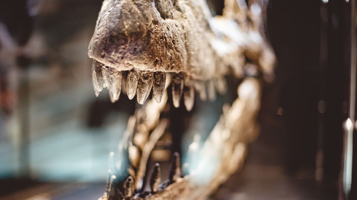 Теперь мы знаем, сколько тираннозавров жило на Земле за все время их существования.