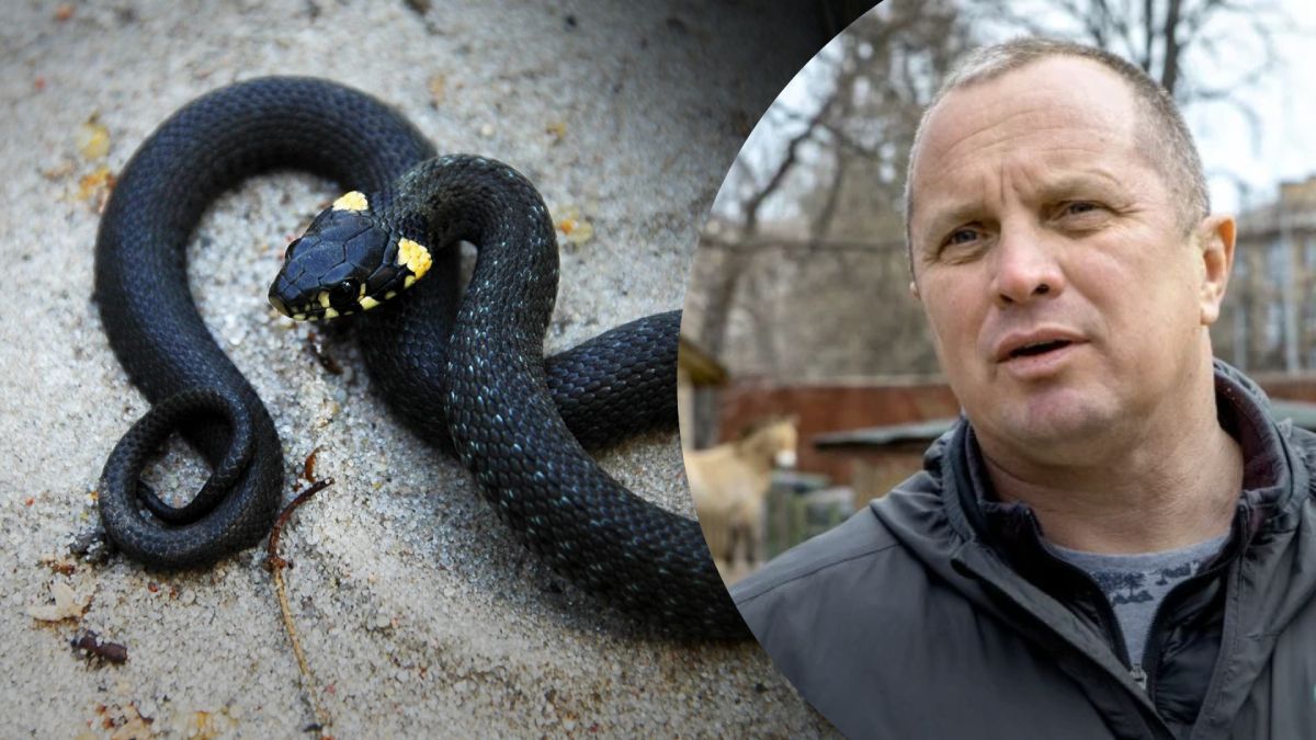 На вулицях Дніпра почалося нашестя змій На вулицях Дніпра почалося нашестя змій