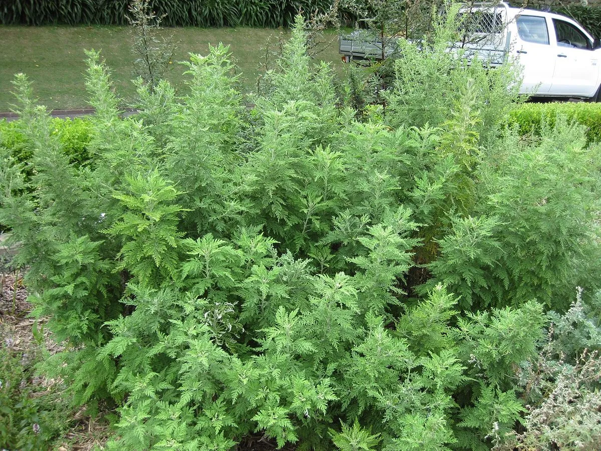 Полин Полин