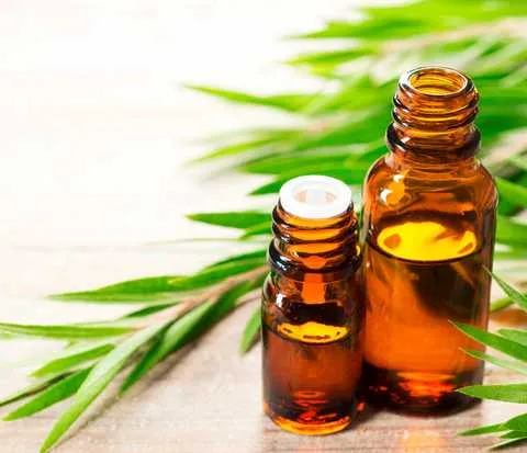 Олія чайного дерева Олія чайного дерева