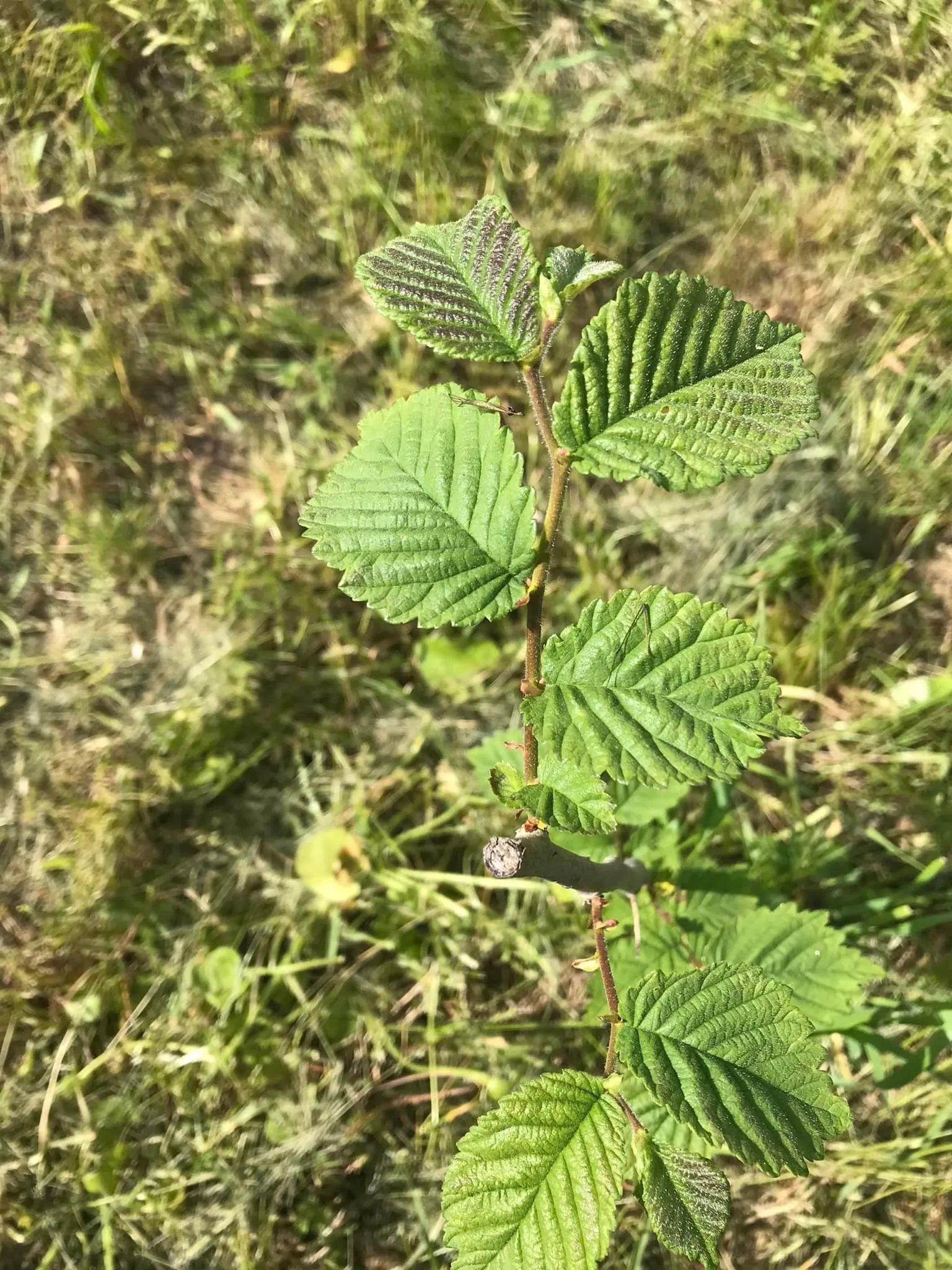 Фундук Фундук