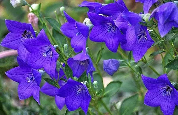 Дзвіночок карпатський Дзвіночок карпатський