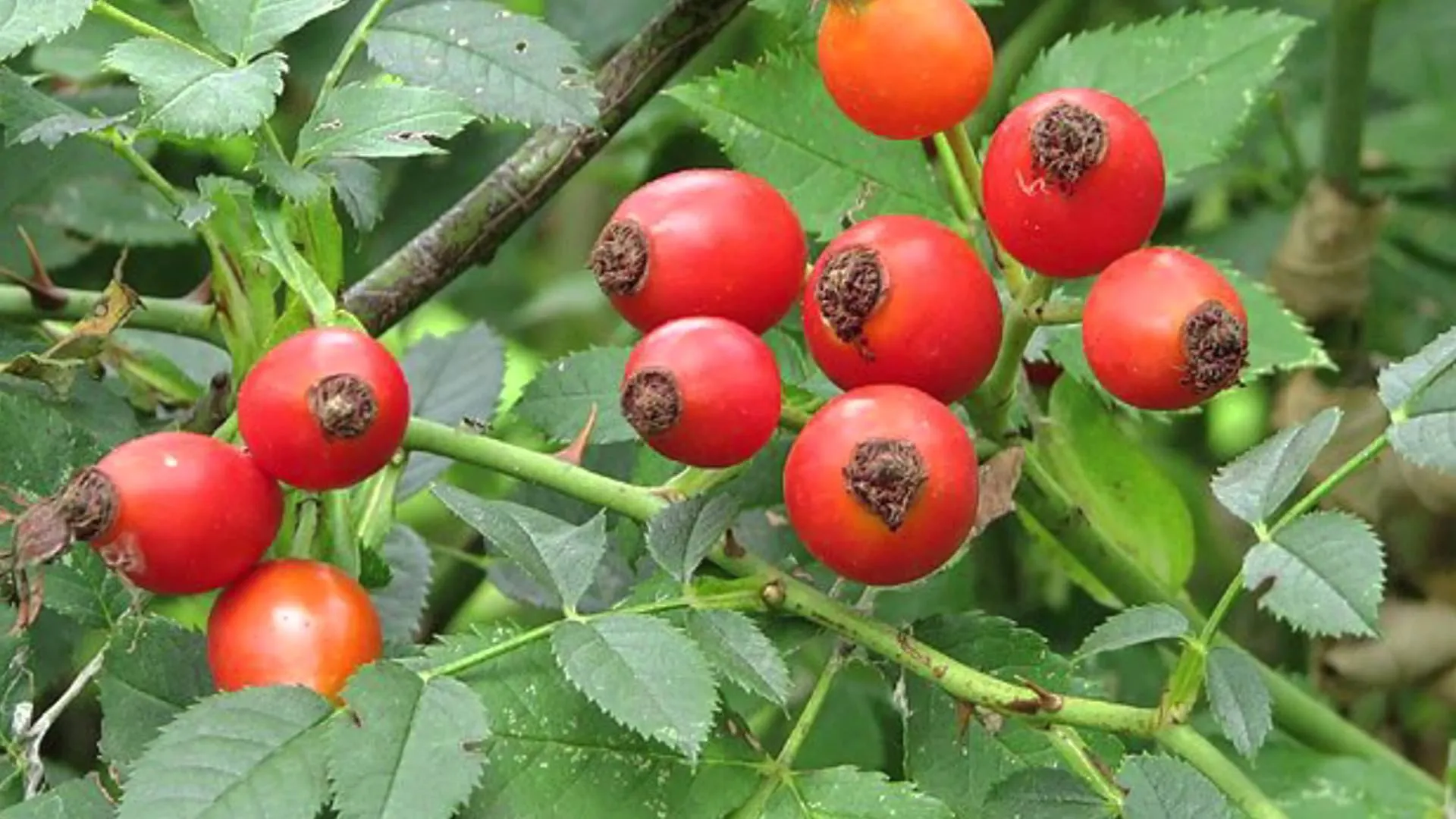 Шиповник Шиповник