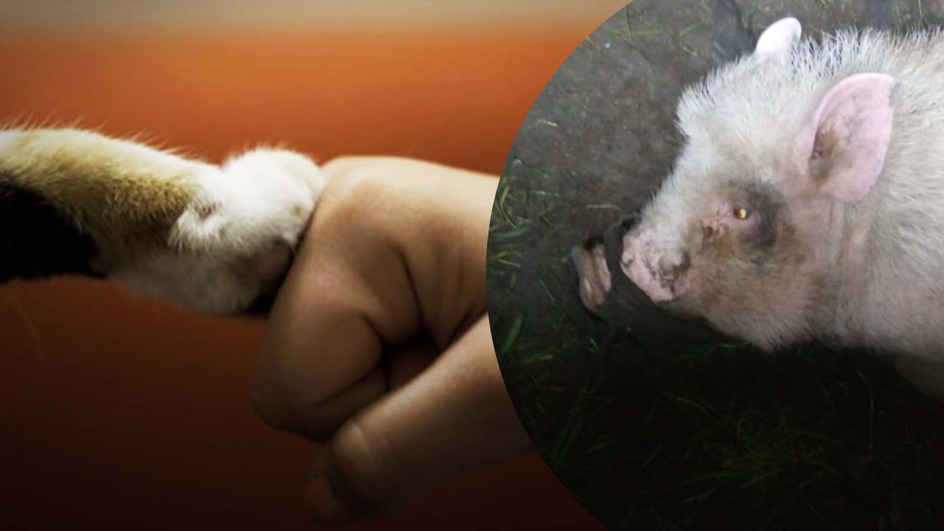 В Краматорске семья до смерти морила голодом домашних животных В Краматорске семья до смерти морила голодом домашних животных