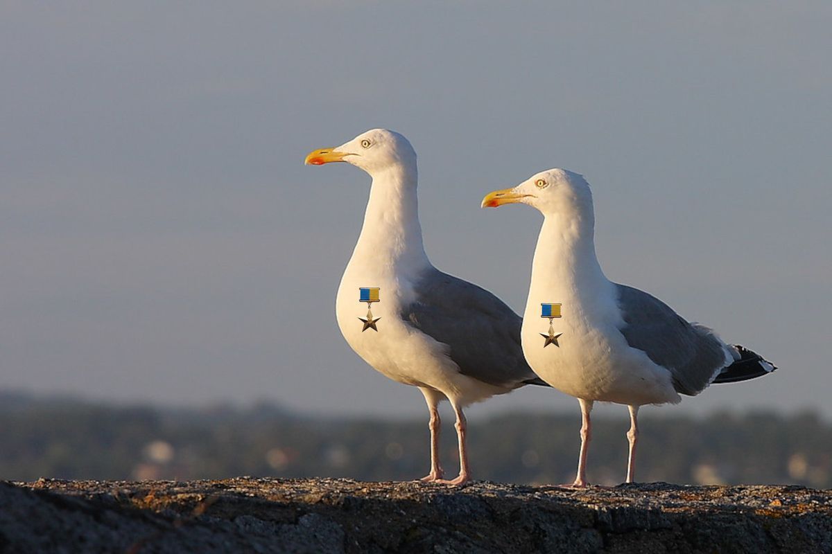 У Москві оголосили карантин - знайшли мертвих чайок, заражених пташиним грипом - 24 Канал У Москві оголосили карантин - знайшли мертвих чайок, заражених пташиним грипом - 24 Канал
