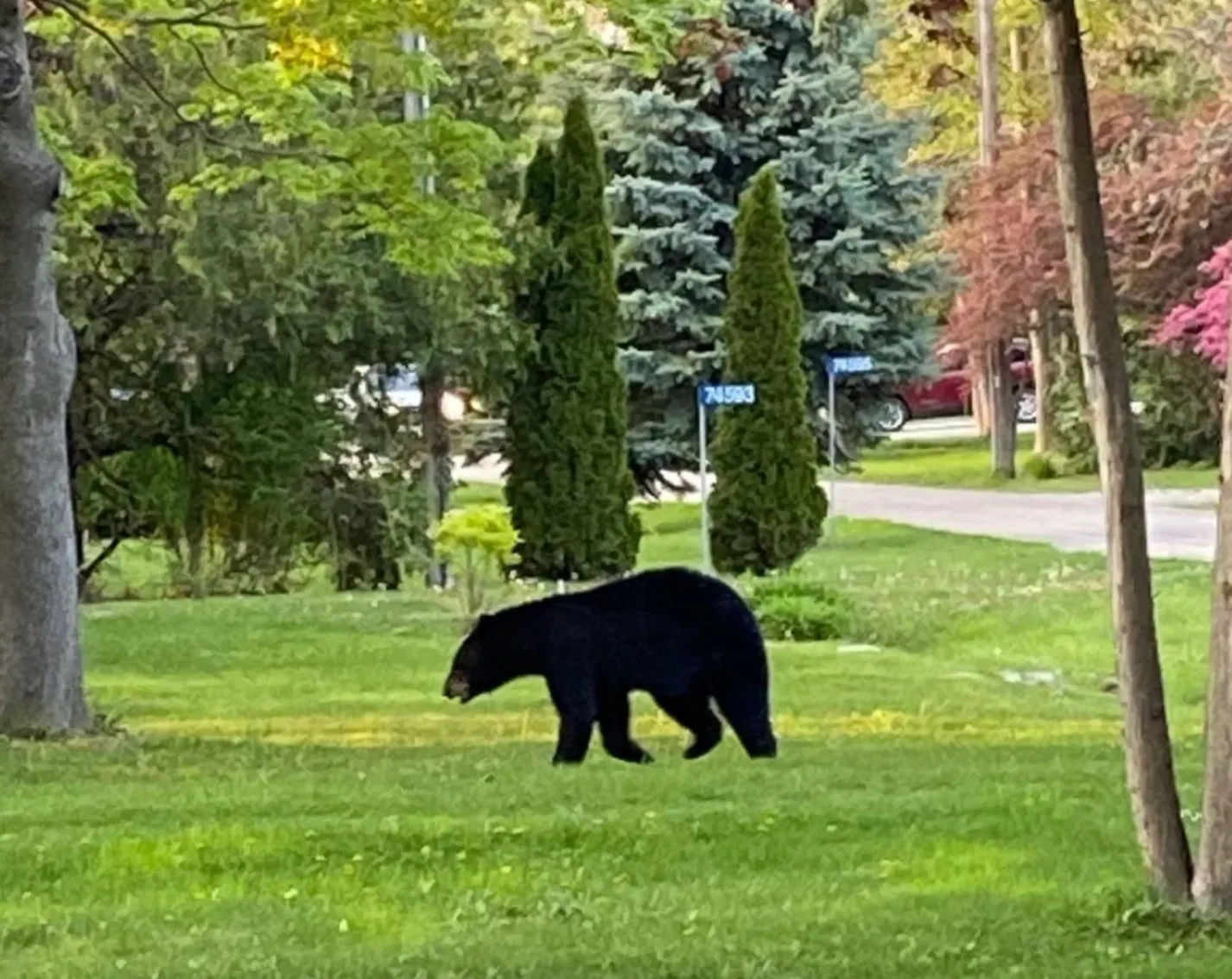 Черный медведь посетил частный коттедж / Фото Линда Макки
