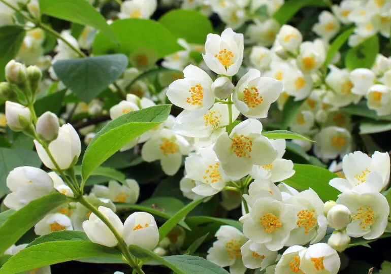 Жасмин Жасмин