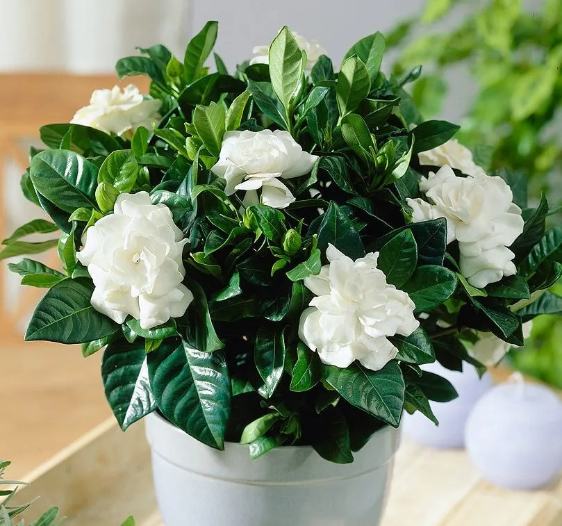 Гардении Гардении