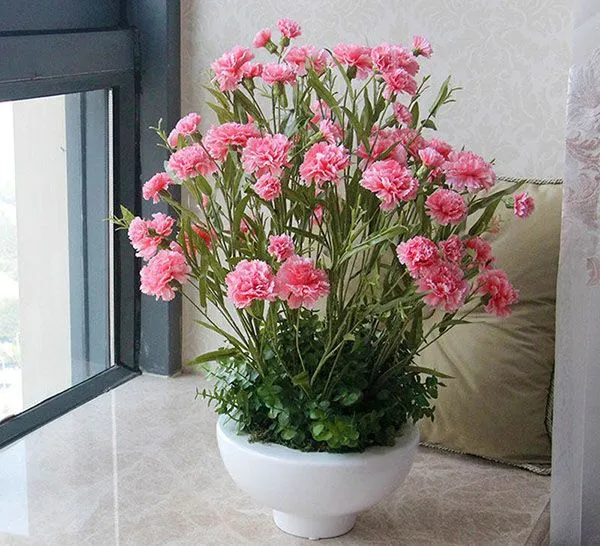 Гвоздика комнатная Гвоздика комнатная