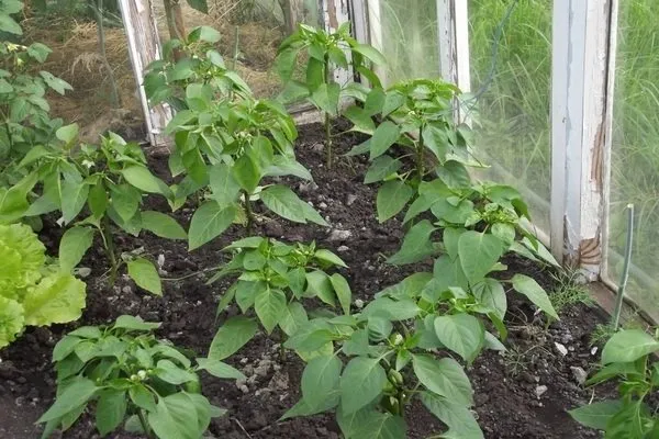 Посадка перца Посадка перца