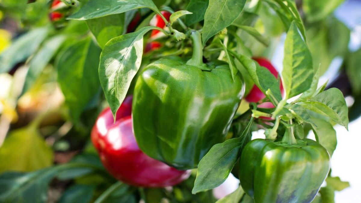 На каком расстоянии сажать перец в открытую почву