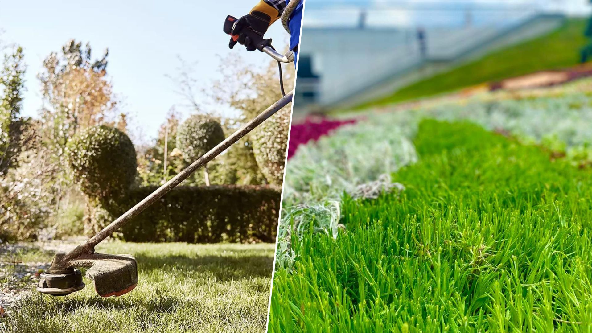 Правда та міфи про різнотрав'я та викошування газонів у Львові - що відомо - 24 Канал Правда та міфи про різнотрав'я та викошування газонів у Львові - що відомо - 24 Канал