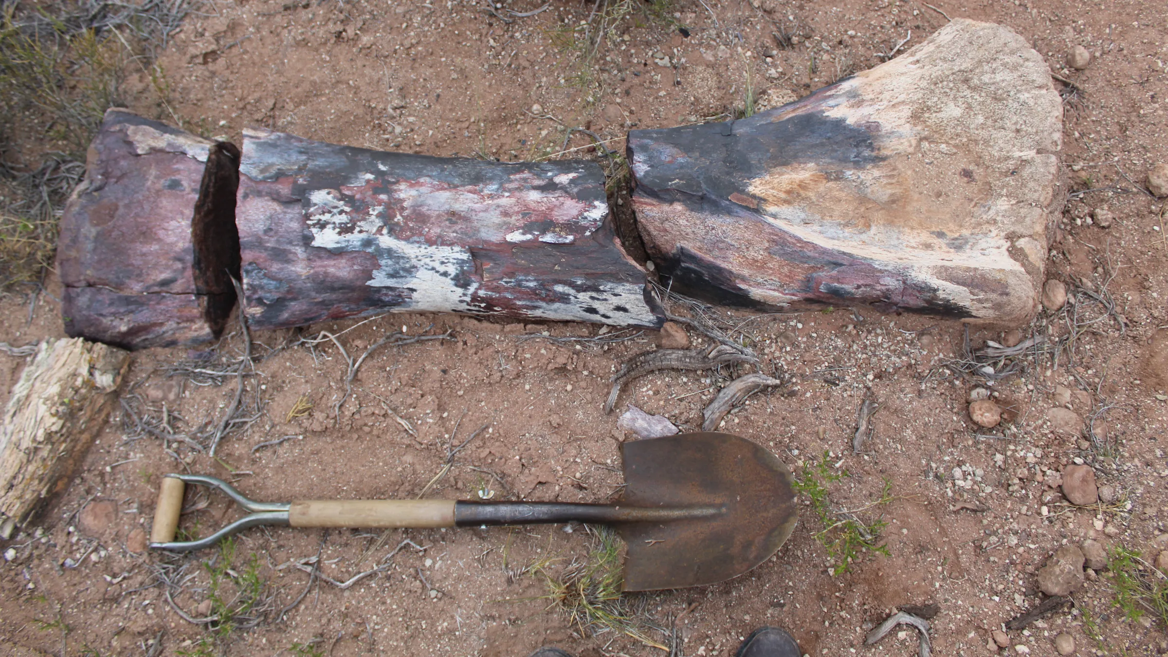Одна зі стегнових кісток Chucarosaurus diripienda поруч з лопатою для порівняння розмірів