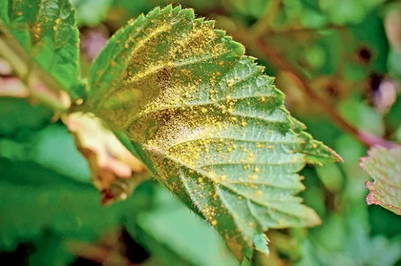 Жовтіння листя смородини Жовтіння листя смородини