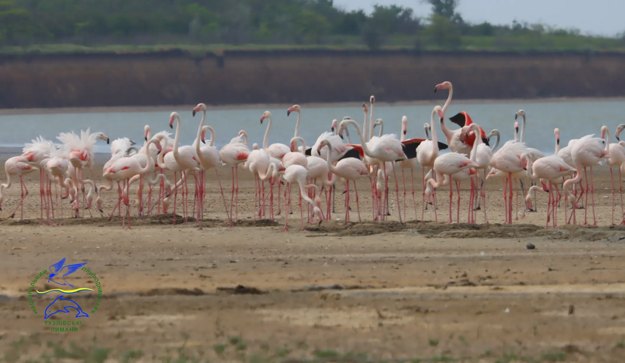 В нацпарке в Одесской области впервые гнездятся фламинго