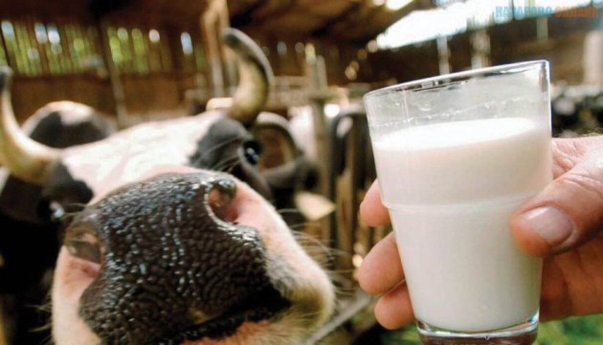 Переробники молока виступили категорично проти запровадження нового квазіподатку