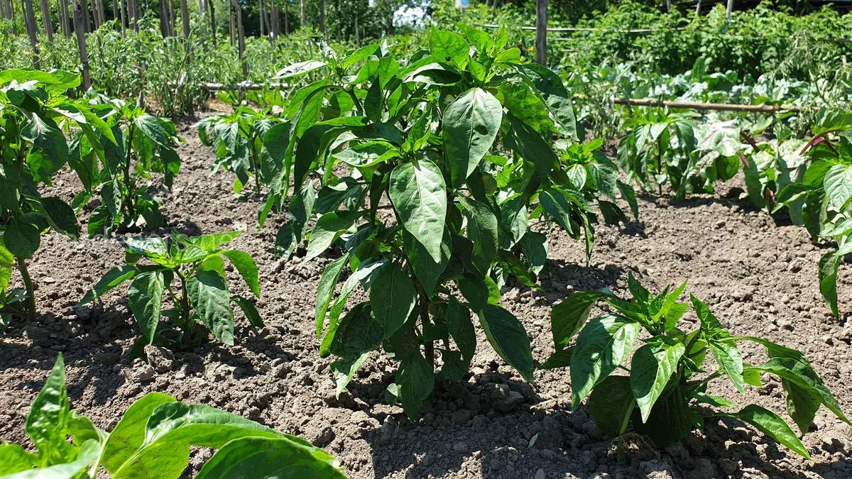 Посадка растений Посадка растений