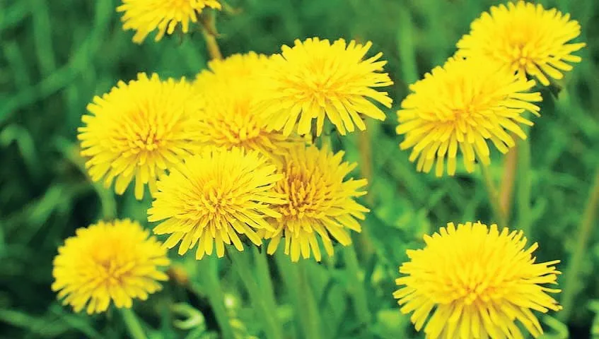 Кульбаба Кульбаба