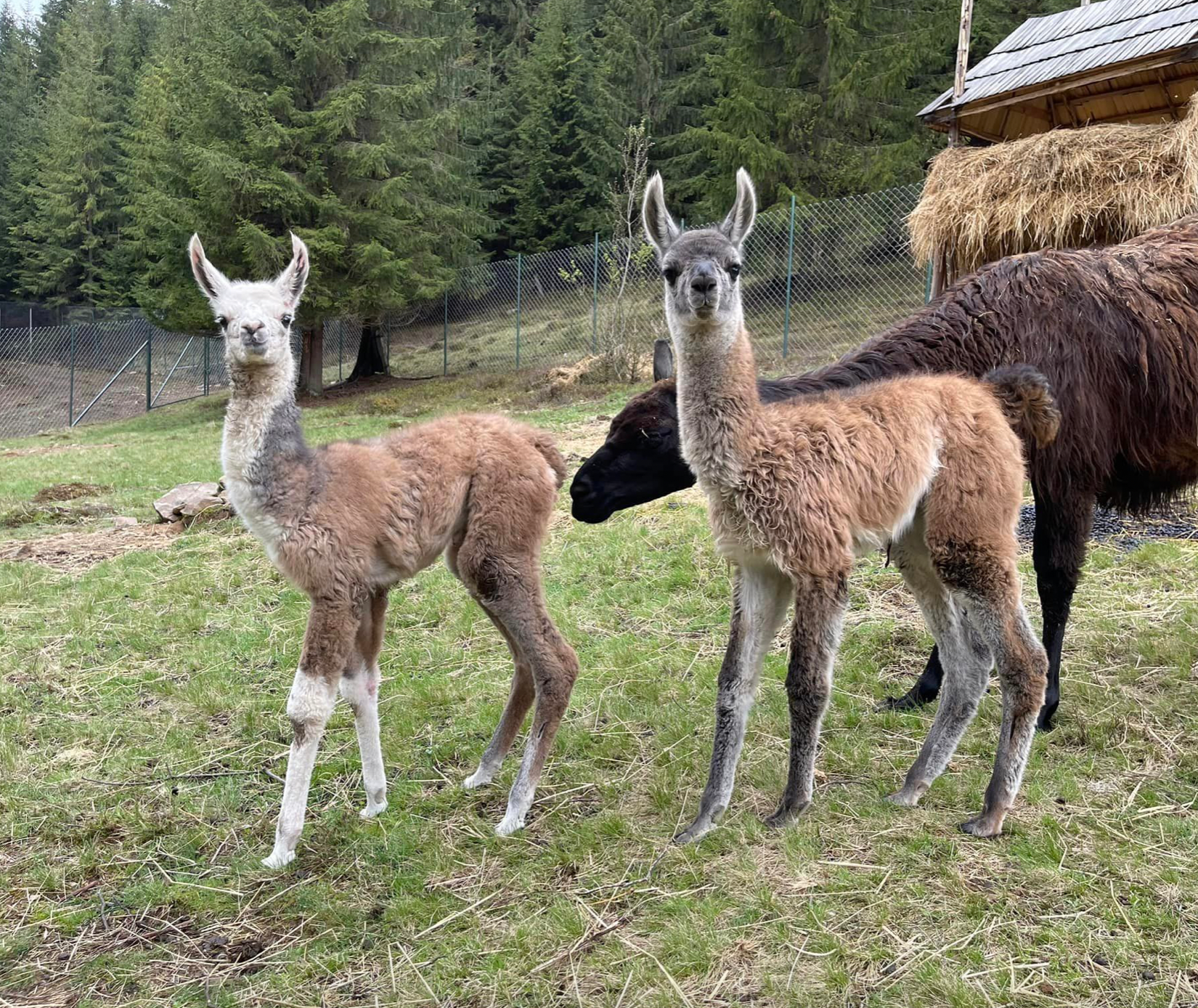 На Закарпатье родились ламы