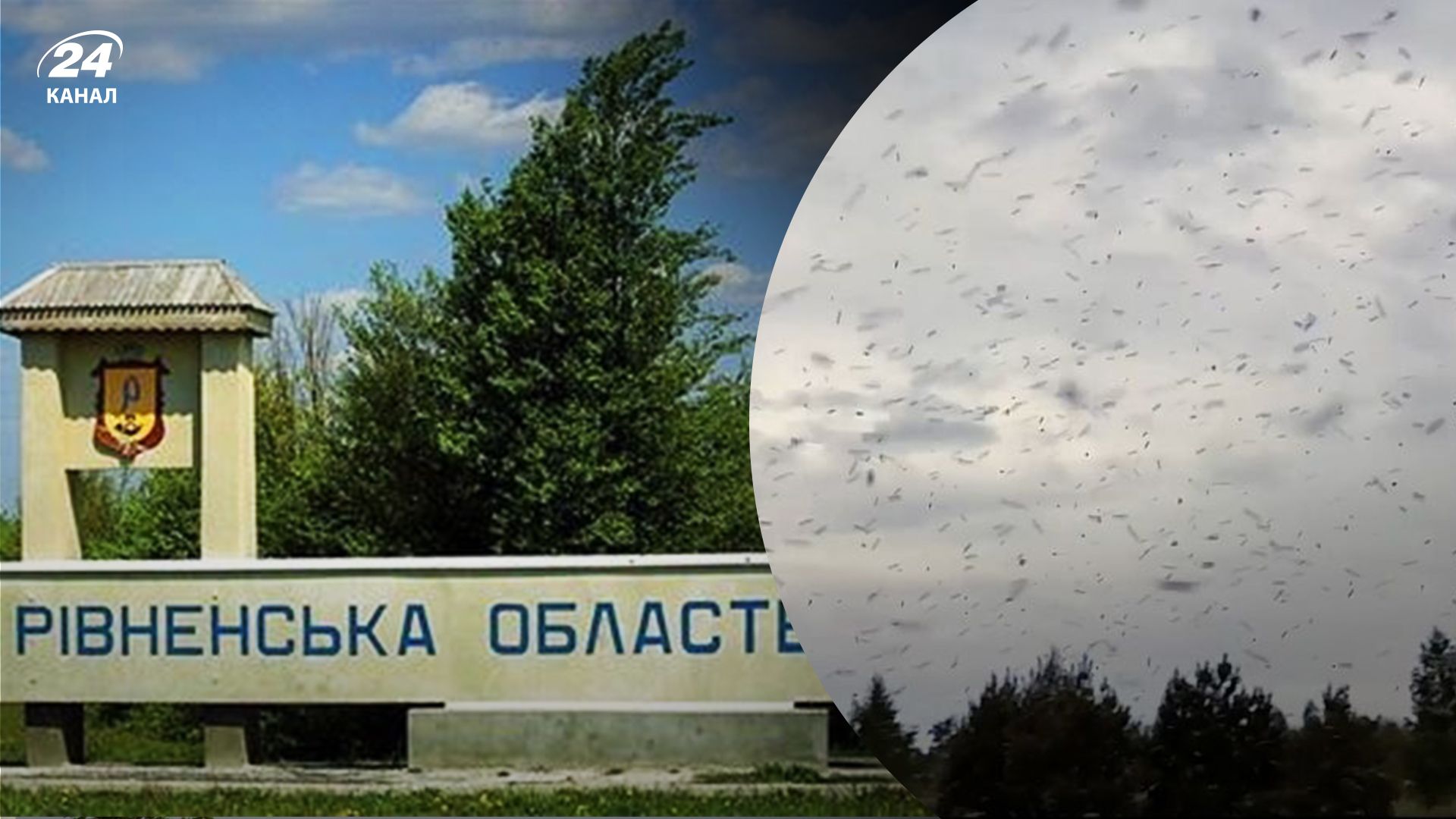 В Ровенской области нашествие мошкары В Ровенской области нашествие мошкары