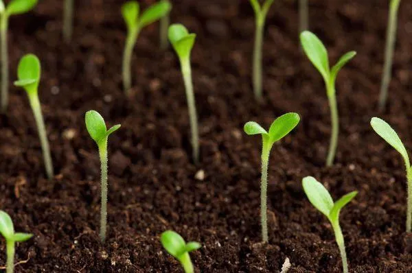 Появление всходов огурцов Появление всходов огурцов