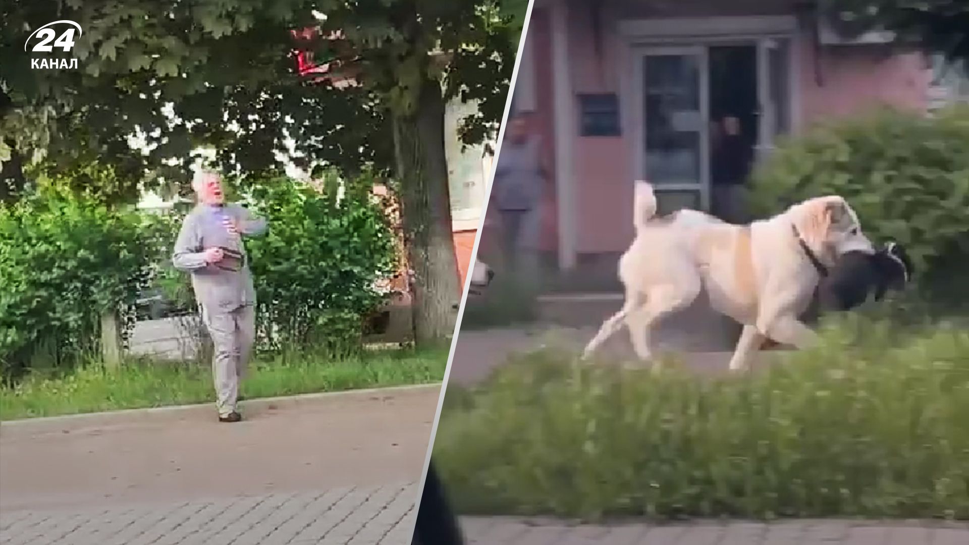 Алабаї напали на собачку у Дрогобичі – вона загинула Алабаї напали на собачку у Дрогобичі – вона загинула