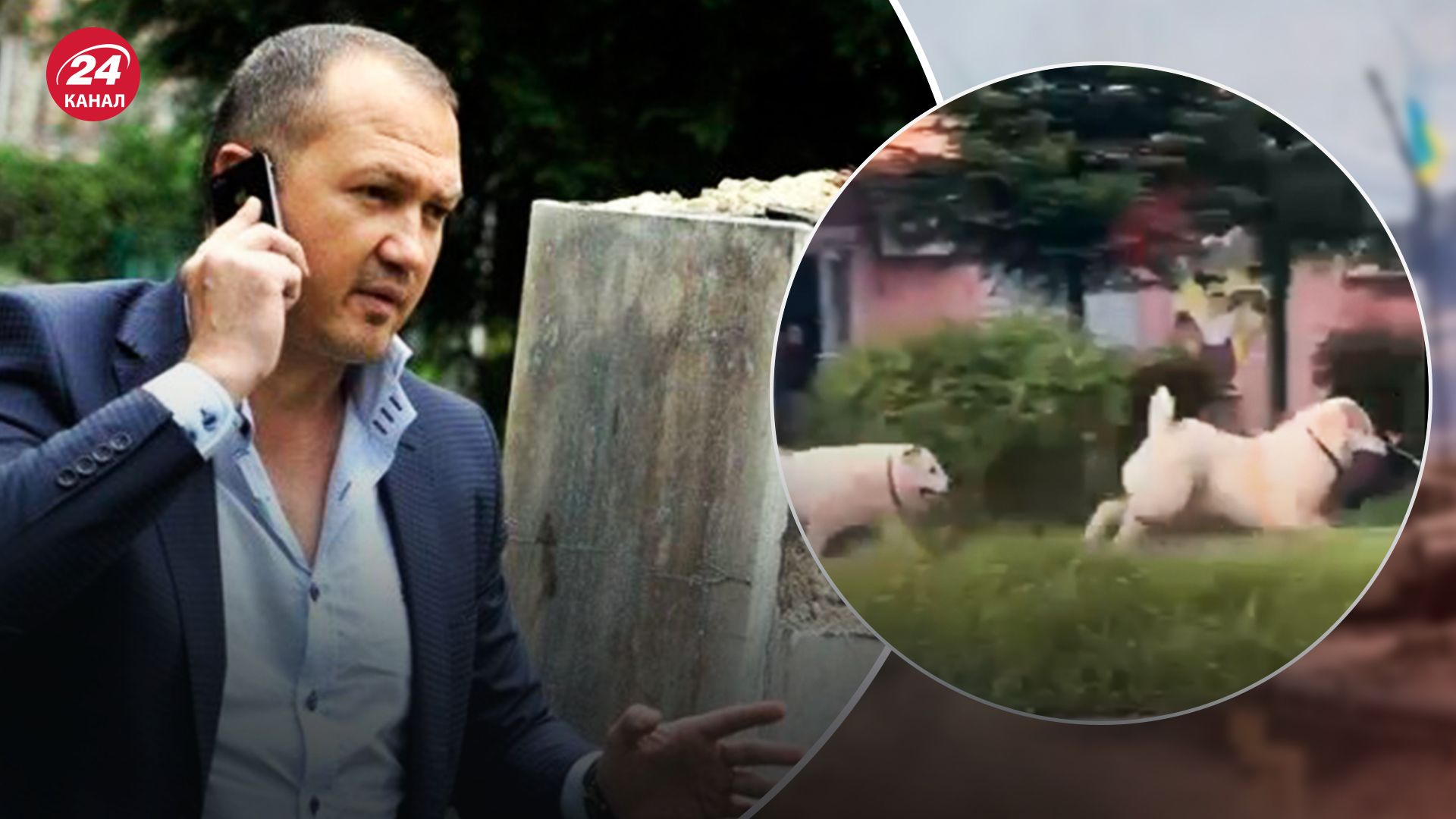 Що відомо про власників алабаїв, які кидалися на людей та інших собак у Дрогобичі - 24 Канал