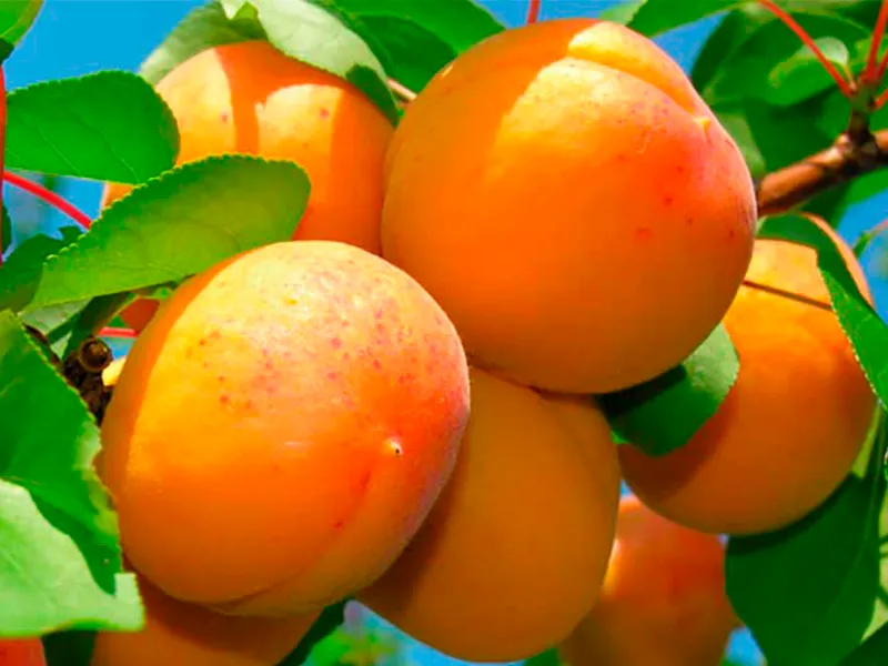 Абрикос Абрикос