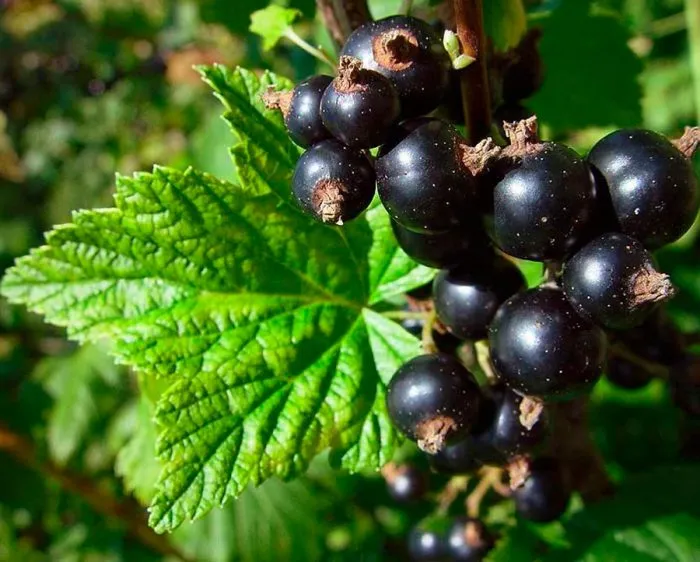 Смородина Смородина