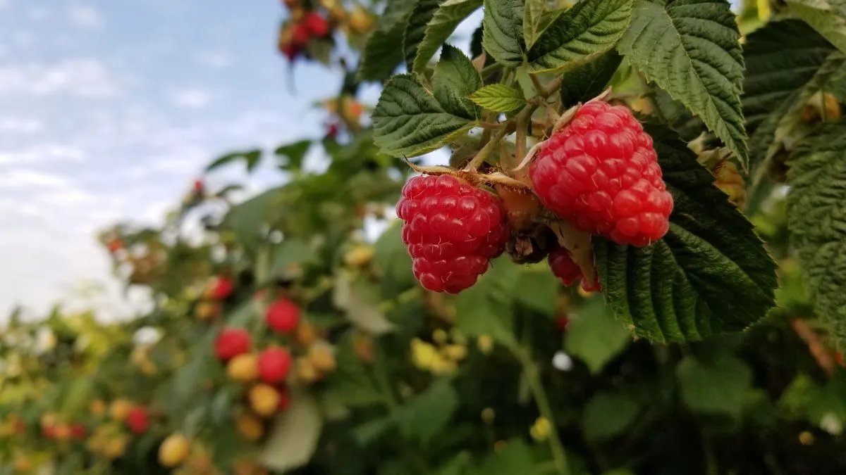 Малина Малина