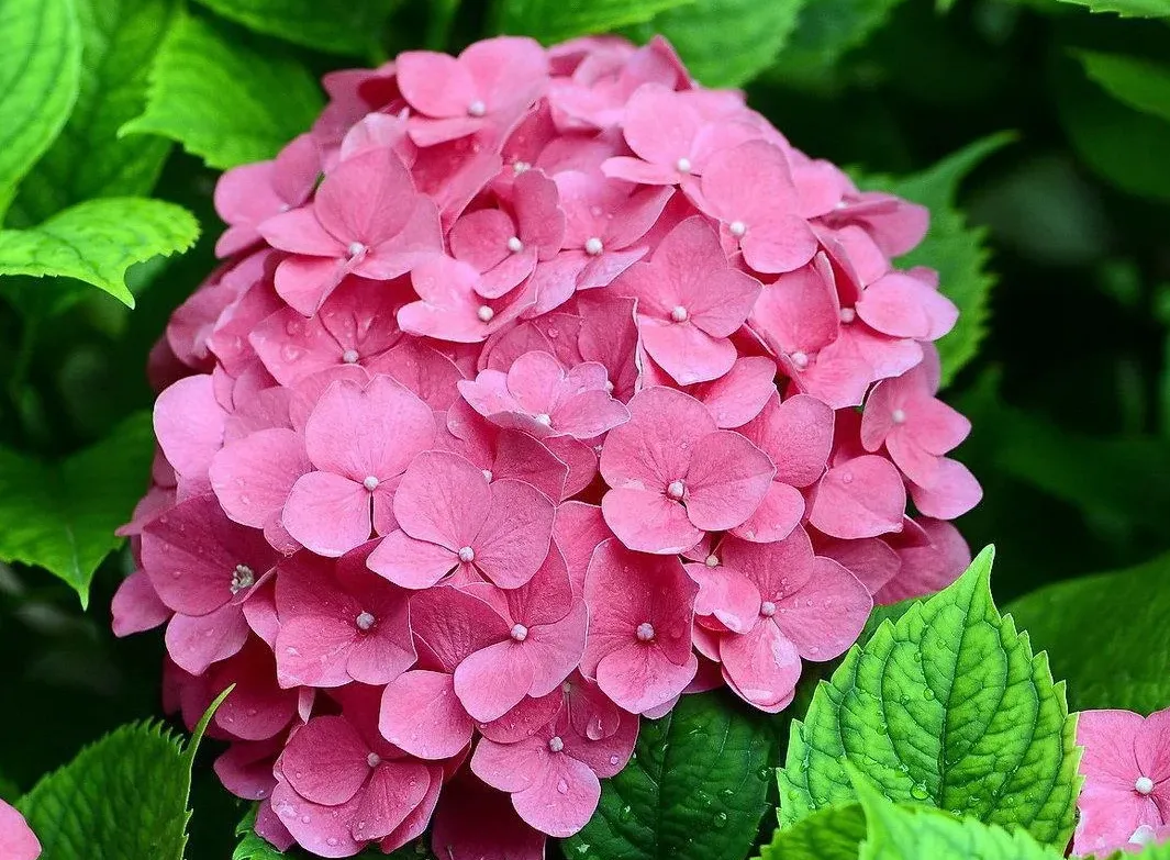 Рожеві гортензії Рожеві гортензії
