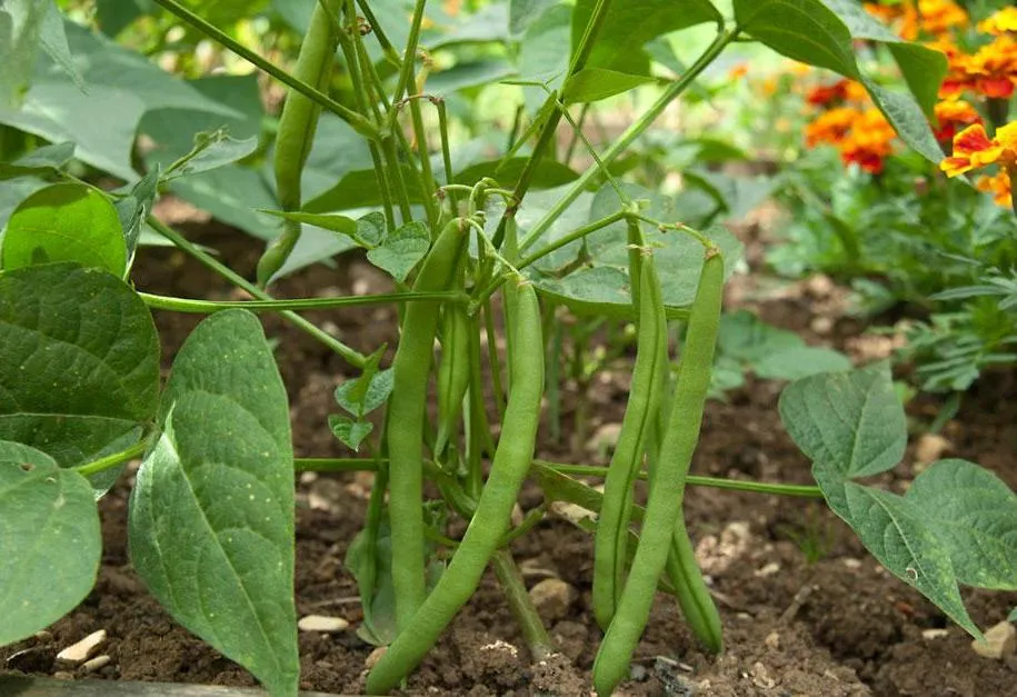 Фасоль Фасоль