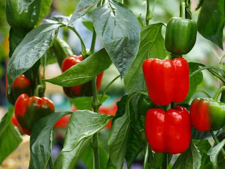 Перец Перец