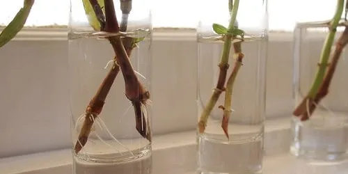 Живець у воді Живець у воді