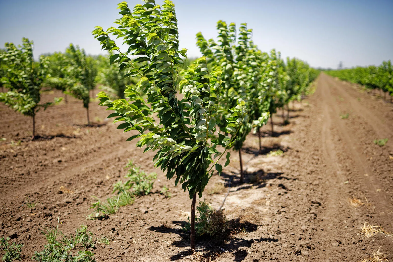 Уход за черешней Уход за черешней