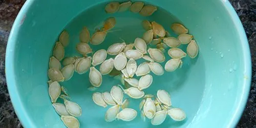 Замочування насіння кабачків