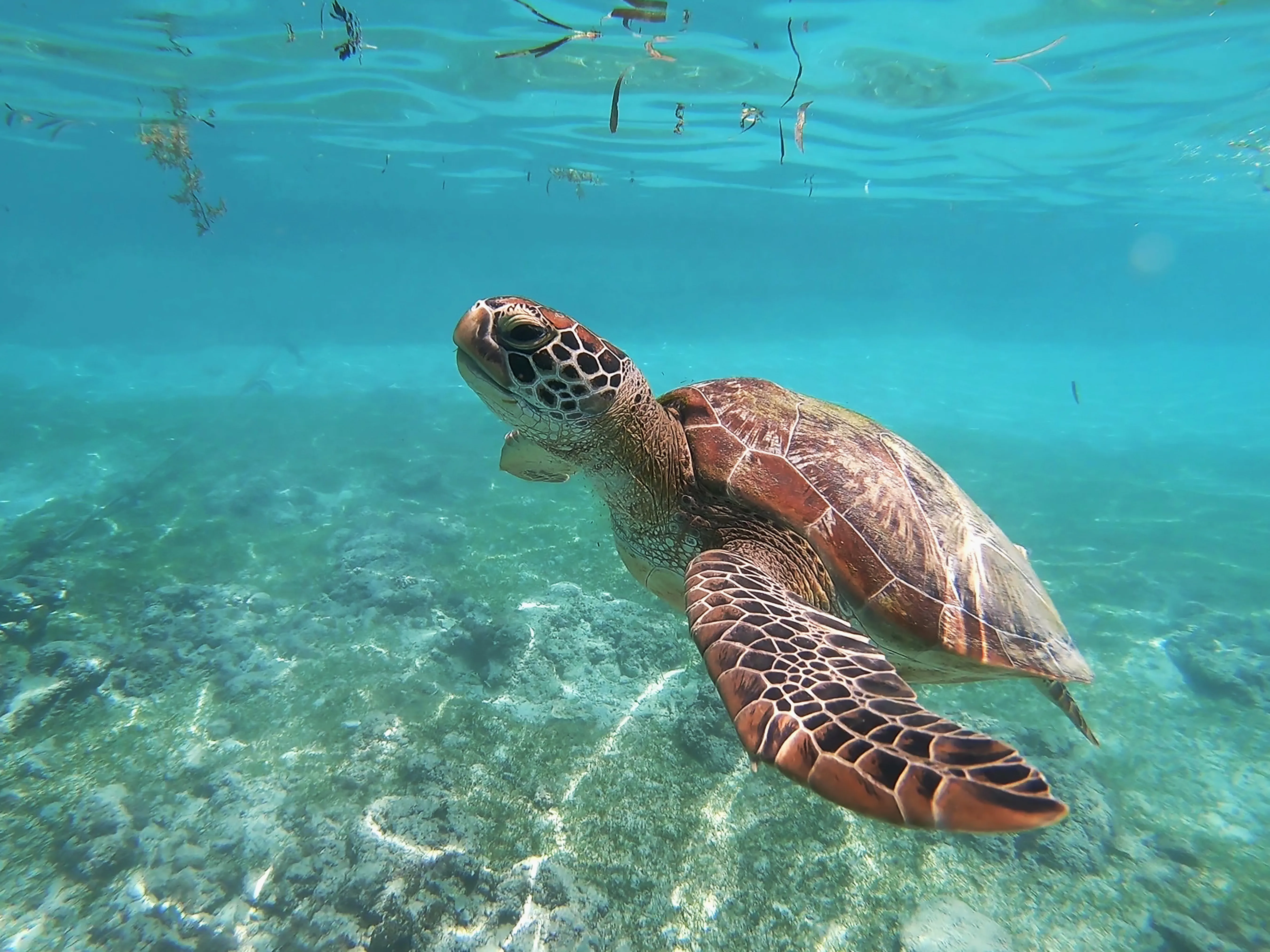 Морские черепахи в Панаме получили законные права